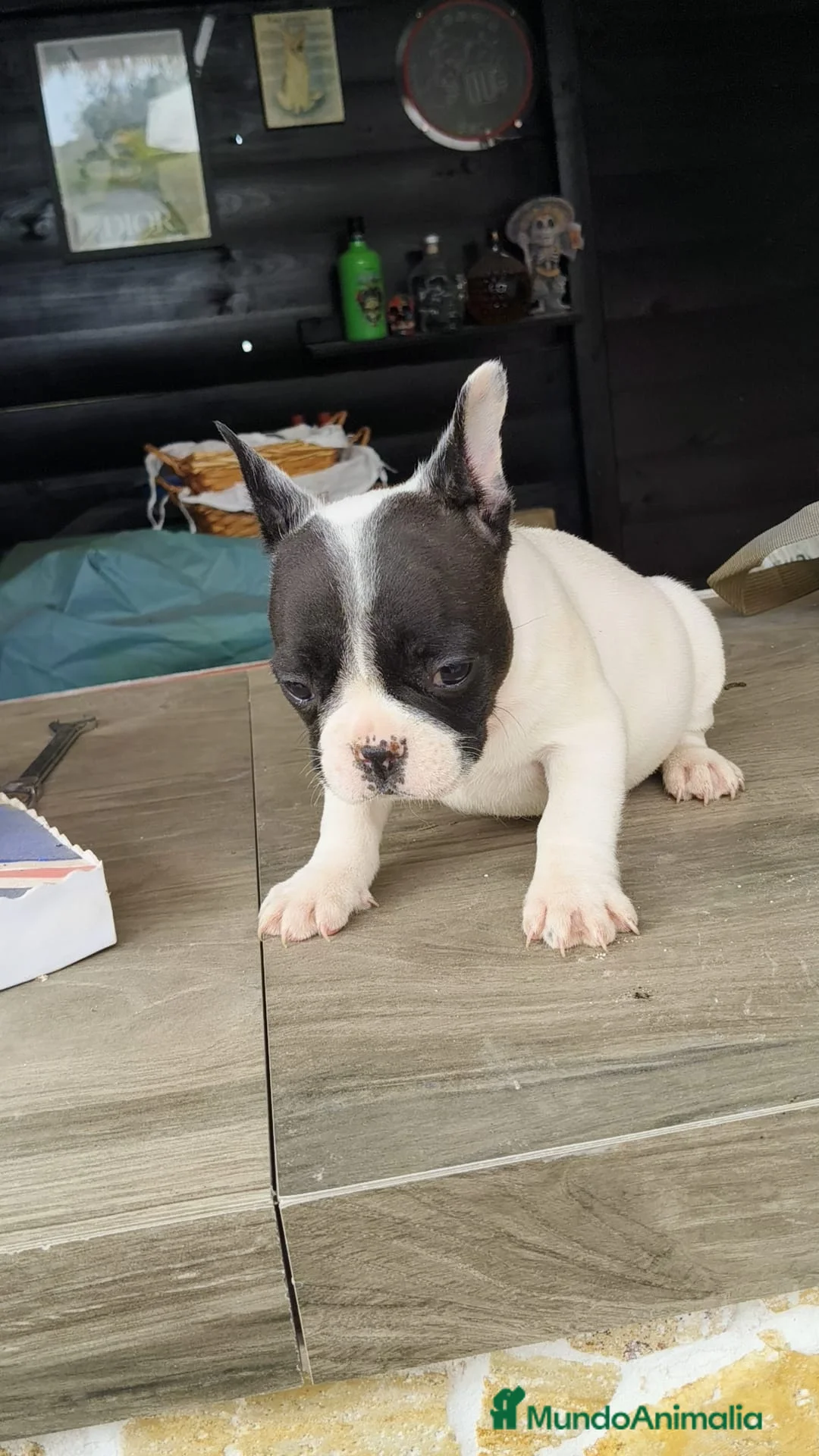 Bulldog Francés perros en venta: Bulldog francés  - Anuncio 2