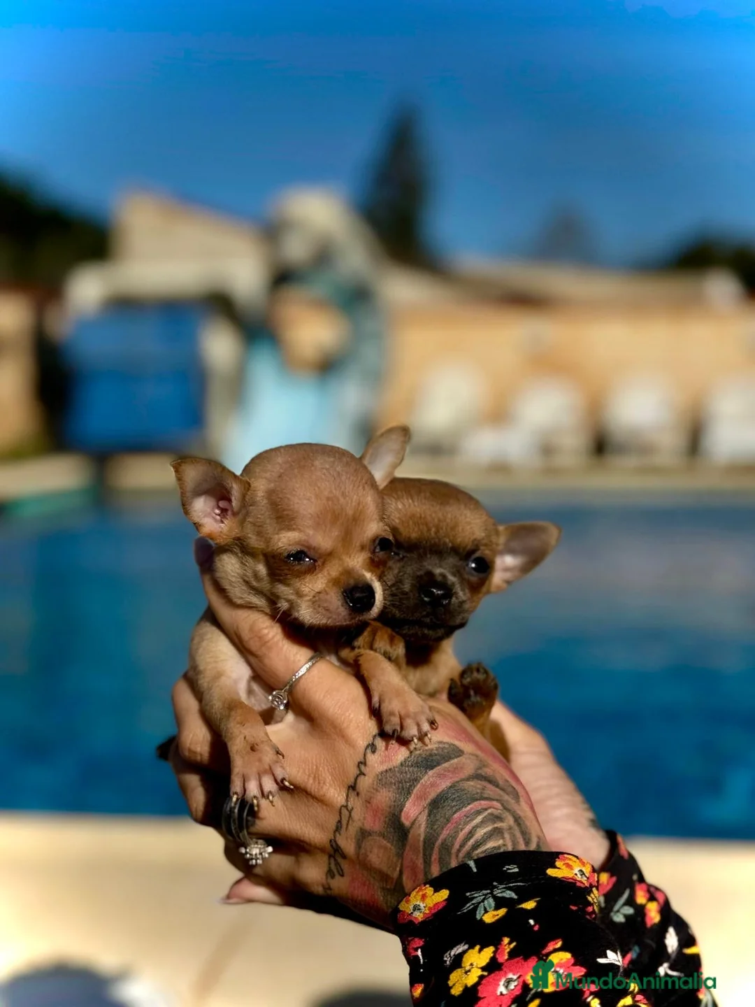 Chihuahua perros en venta: Chihuahua toy en Illes Balears - Anuncio 4