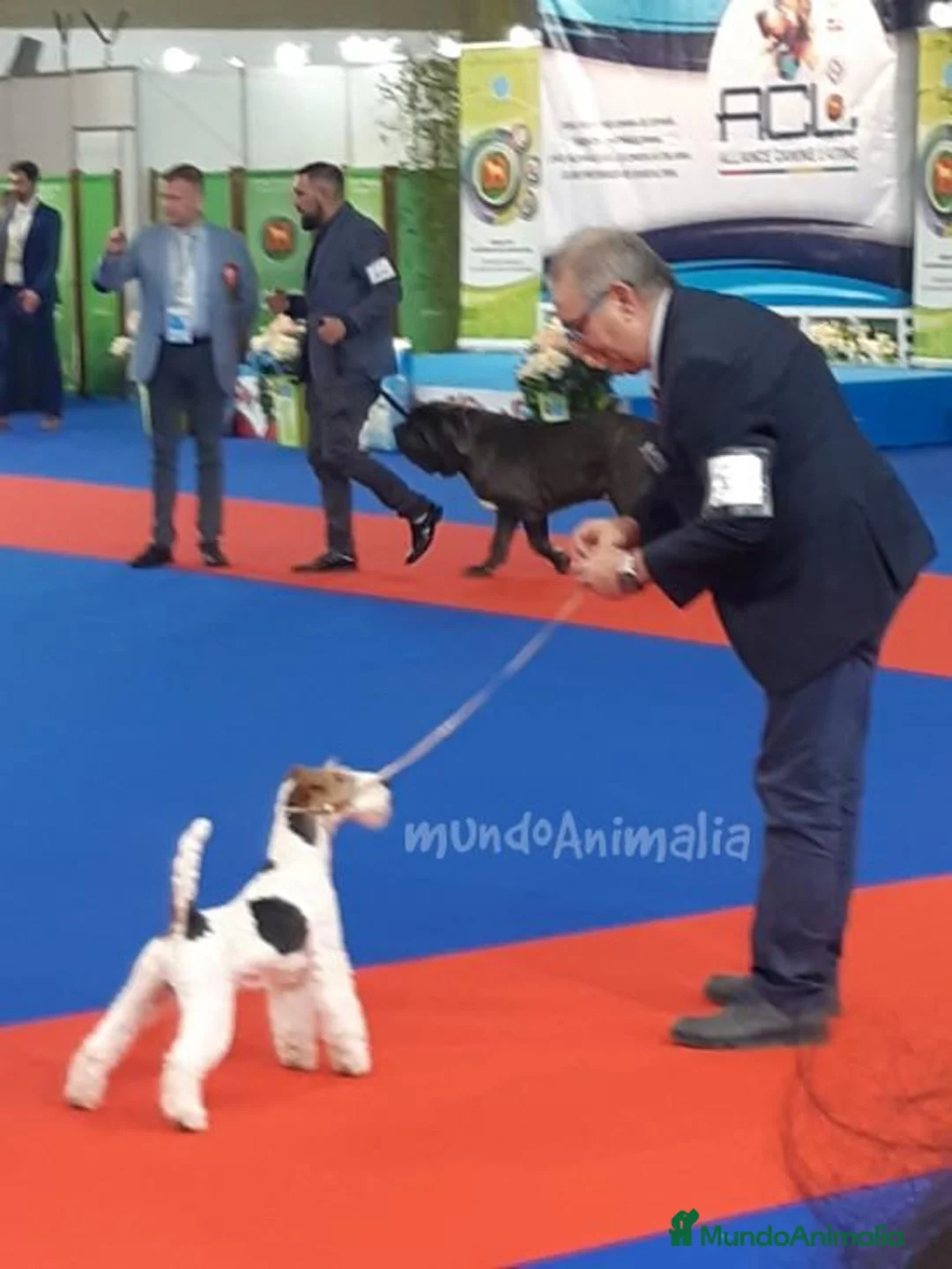 Imagen de galería {{count}}