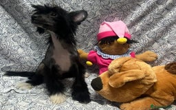 Perro Crestado Chino perros en venta: Crestado chino - Imagen 2