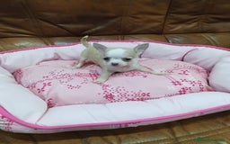 Chihuahua perros en venta: Chihuahua toy  - Imagen 4