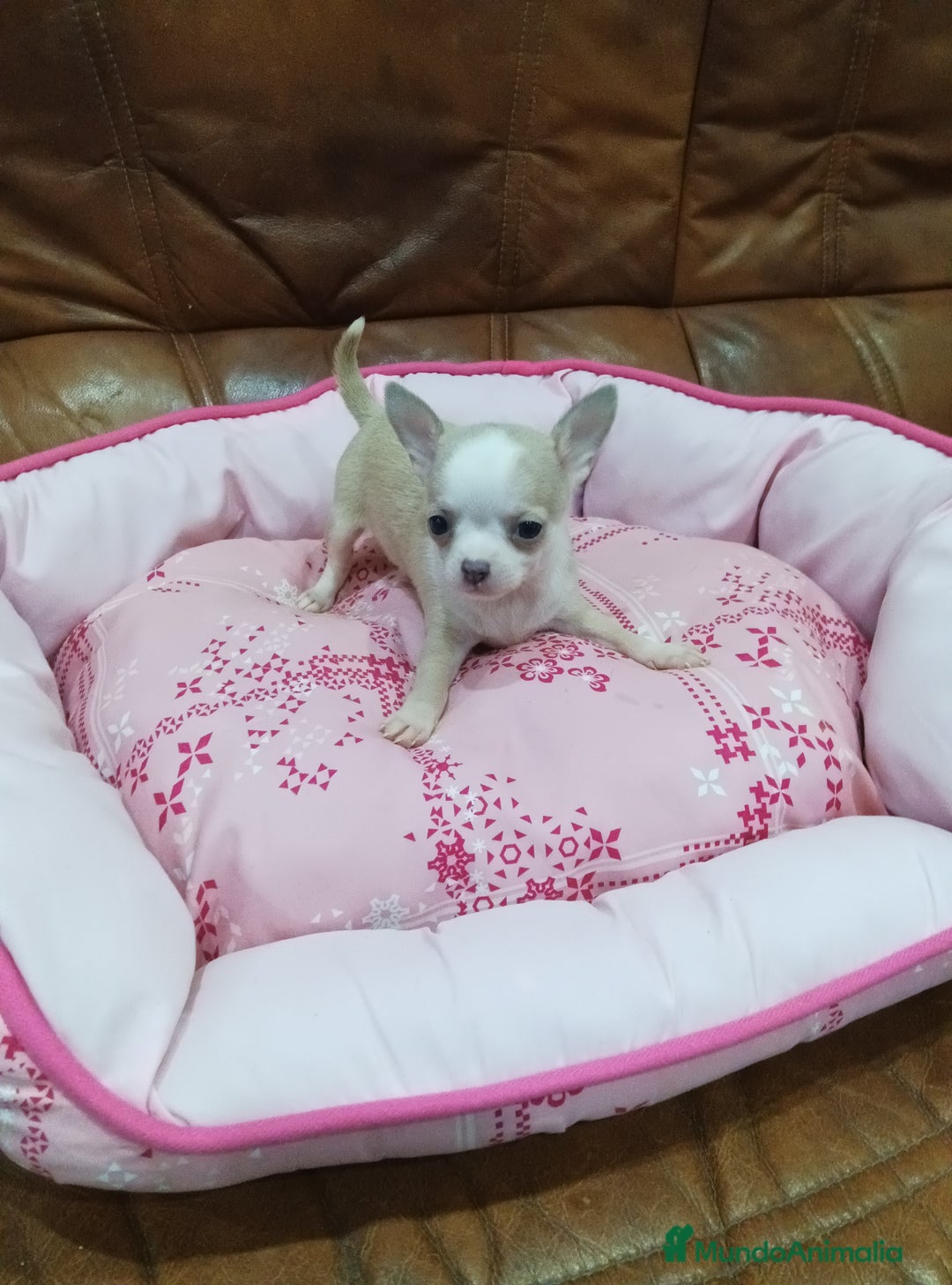 Chihuahua perros en venta: Chihuahua toy  - Imagen 4