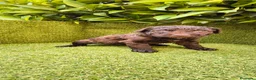 Perro de Agua Español perros en venta: perro agua hembra chocolate  - Anuncio 2