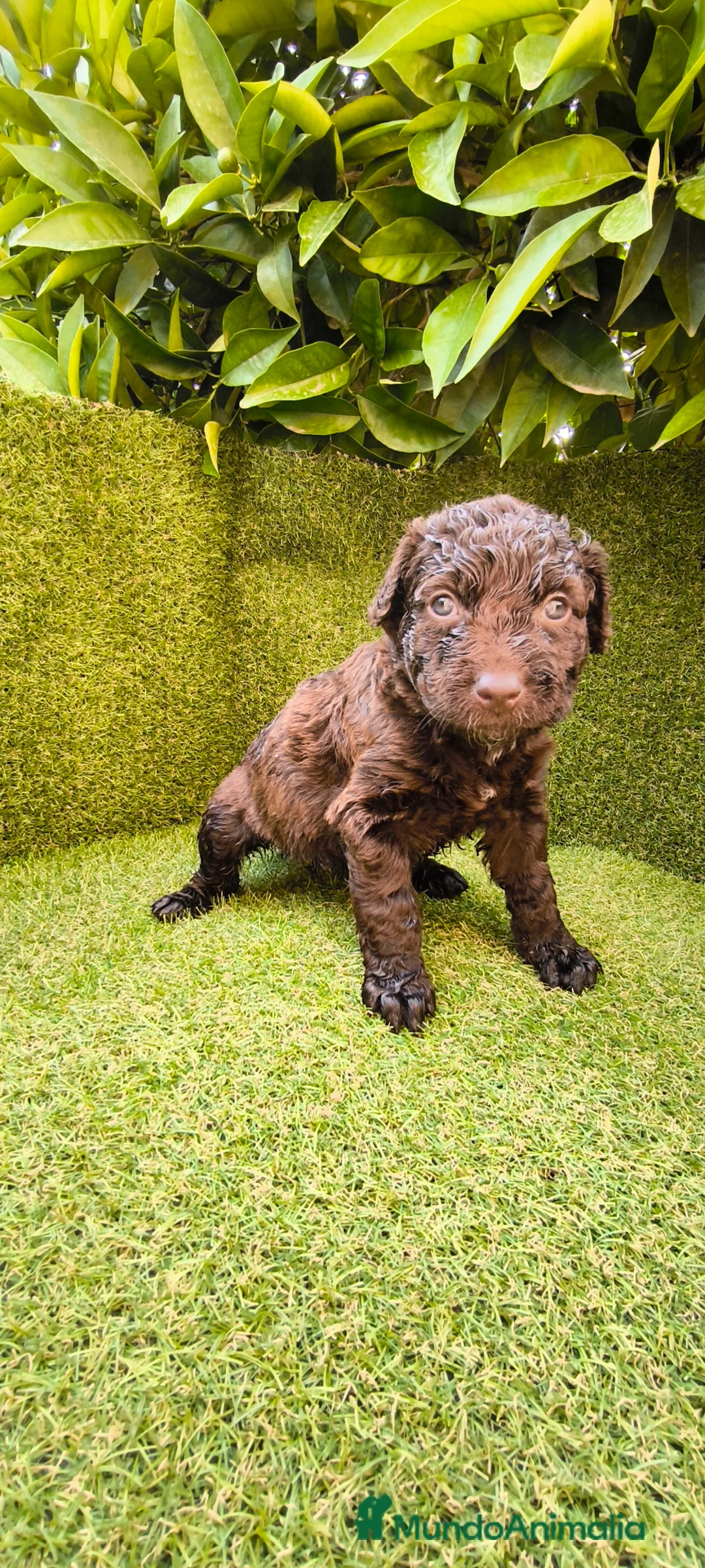 Perro de Agua Español perros en venta: perro agua hembra chocolate  - Anuncio 2
