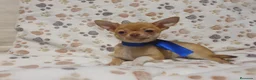 Chihuahua perros en venta: Chihuahuas bebes  en Granada - Anuncio 4