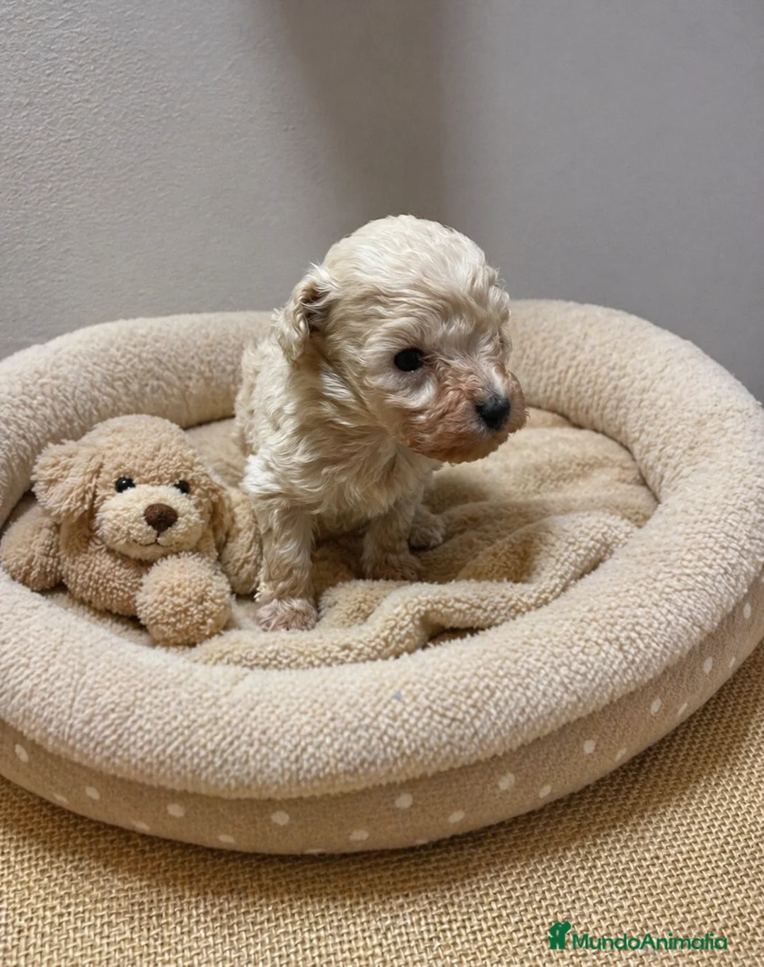 Caniche Toy perros en venta: Caniche Toy Beige Macho – Súper Diminuto ✨🐶 - Anuncio 1