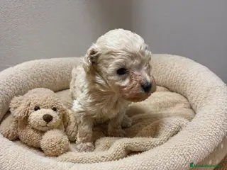 Caniche Toy perros Caniche Toy Beige Macho – Súper Diminuto ✨🐶 - Anuncio 1