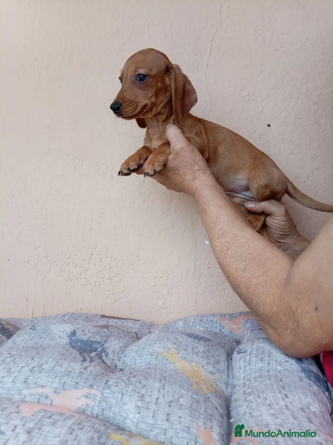 Teckel Miniatura perros en venta: Teckel canichen - Anuncio 2