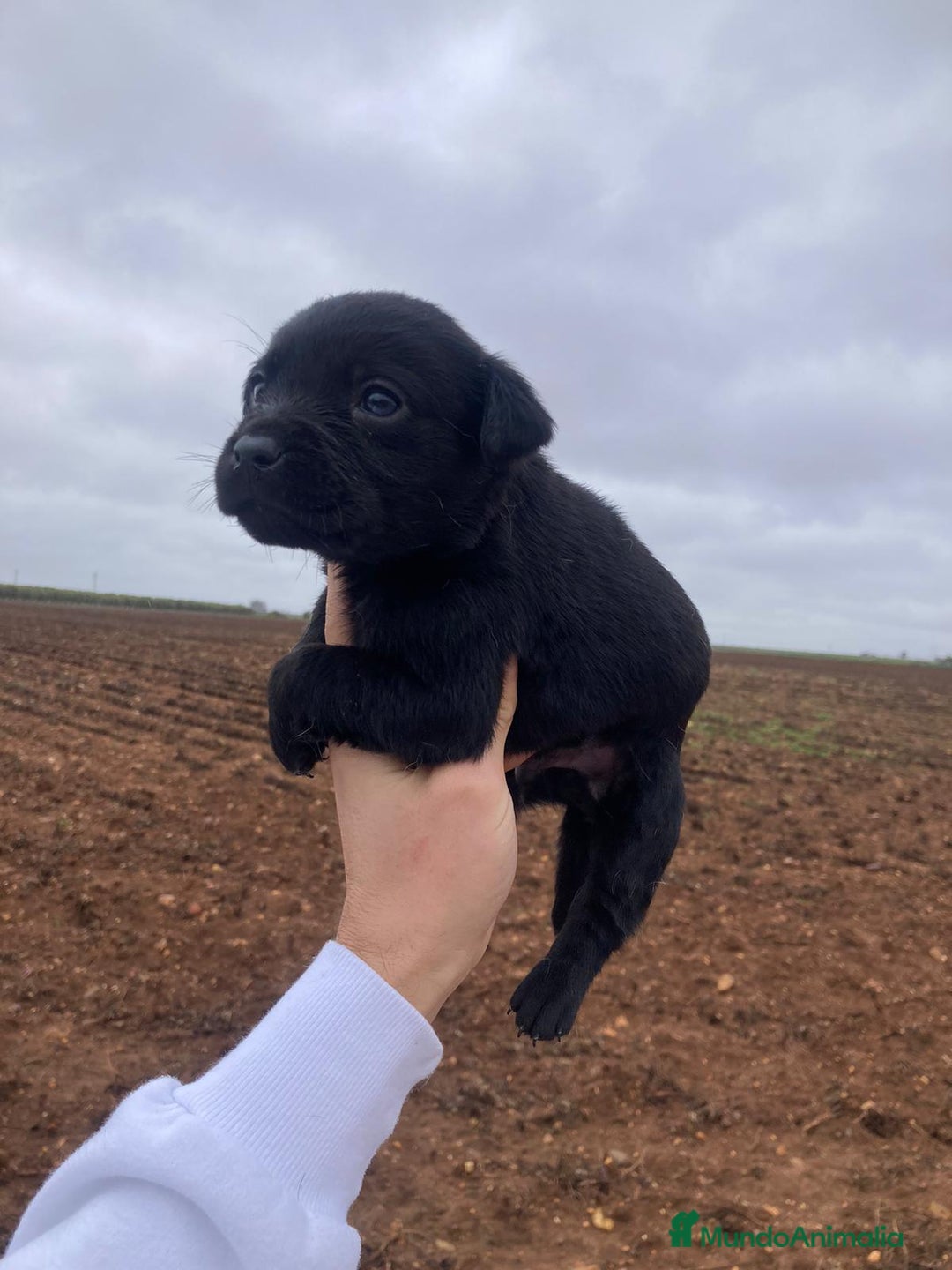 Labrador Retriever perros en venta: Labrador retriever negro macho  - Anuncio 1