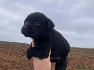 Labrador Retriever perros Labrador retriever negro macho - Anuncio 29