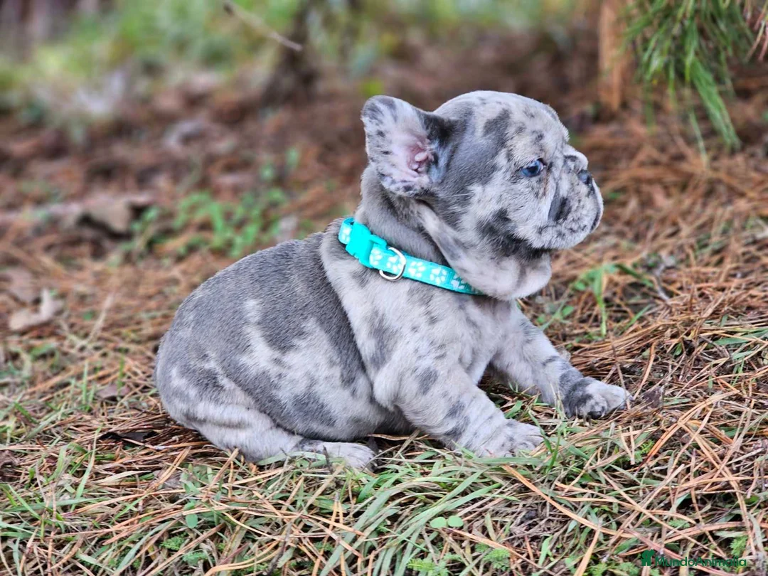 Bulldog Francés perros en venta: ‼️‼️BULLDOG FRANCES EXÓTICOS - Anuncio 1