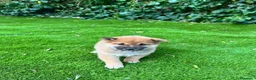 Shiba Inu perros en venta: Lindos Shiba inu en Tarragona y Barcelona 🦊✨ - Anuncio 6