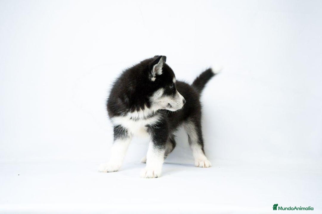 Husky Siberiano perros en venta: Cachorros de Husky Siberiano  - Anuncio 3