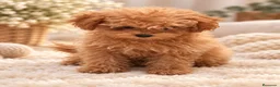 Caniche Toy perros en venta: Caniche toy - Anuncio 1