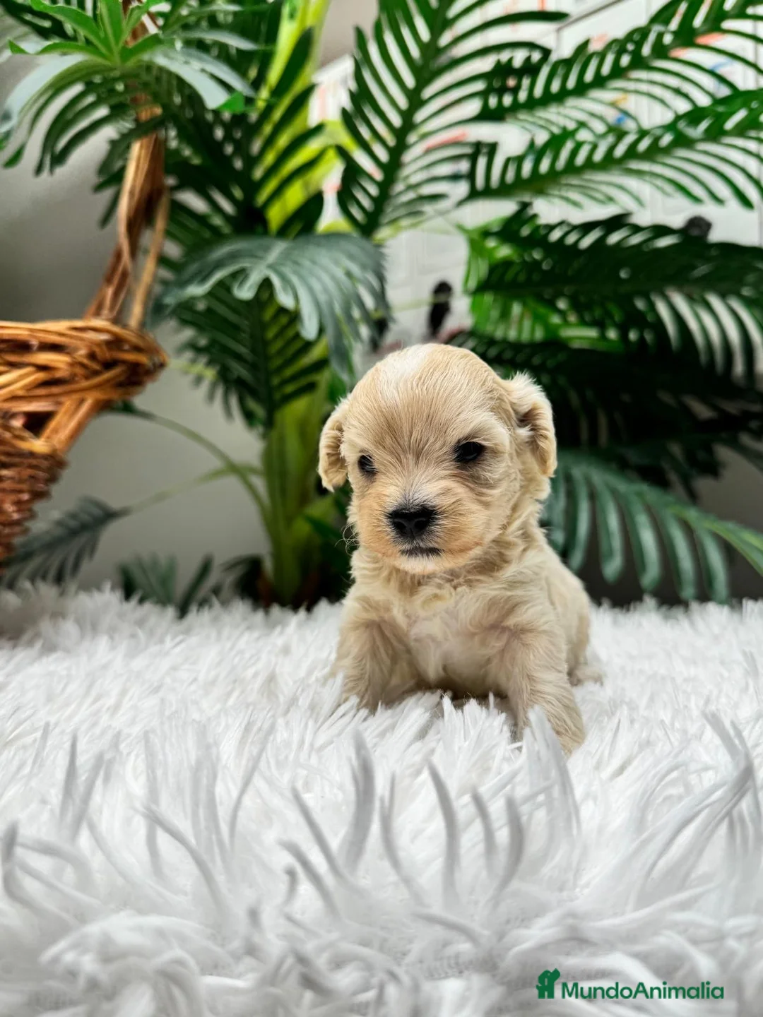 Maltipoo perros en venta: MALTIPOO 💙 - Anuncio 2