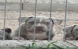 American Bully perros en venta: Cachorros American Bulli  - Imagen 6