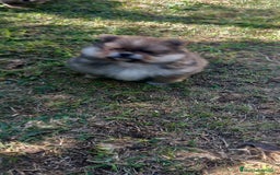 Pomerania perros en venta: Pomerania macho - Imagen 4