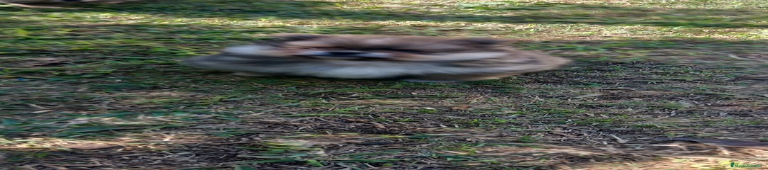 Pomerania Cachorro 3