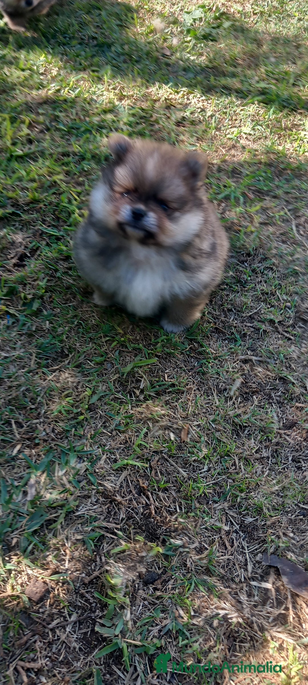 Pomerania perros en venta: Pomerania macho - Imagen 4