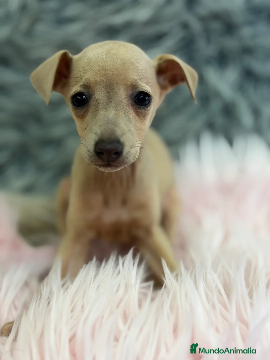 Pequeño Lebrel Italiano perros en venta: Piccolo Isabela diminuta  - Anuncio 2