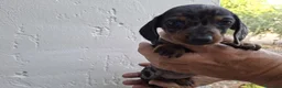 Teckel Miniatura perros en venta: TECKEL KANNINCHEN ARLEQUIN PLATA - Anuncio 2