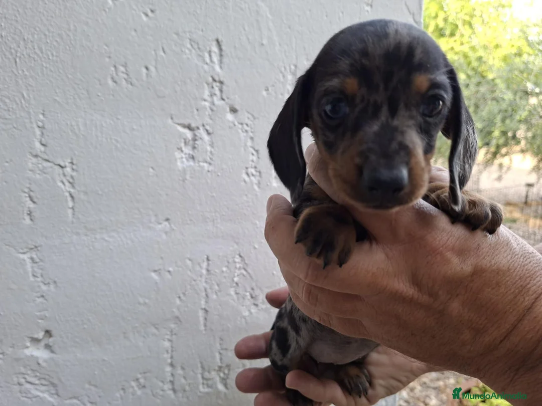 Teckel Miniatura perros en venta: TECKEL KANNINCHEN ARLEQUIN PLATA - Anuncio 2