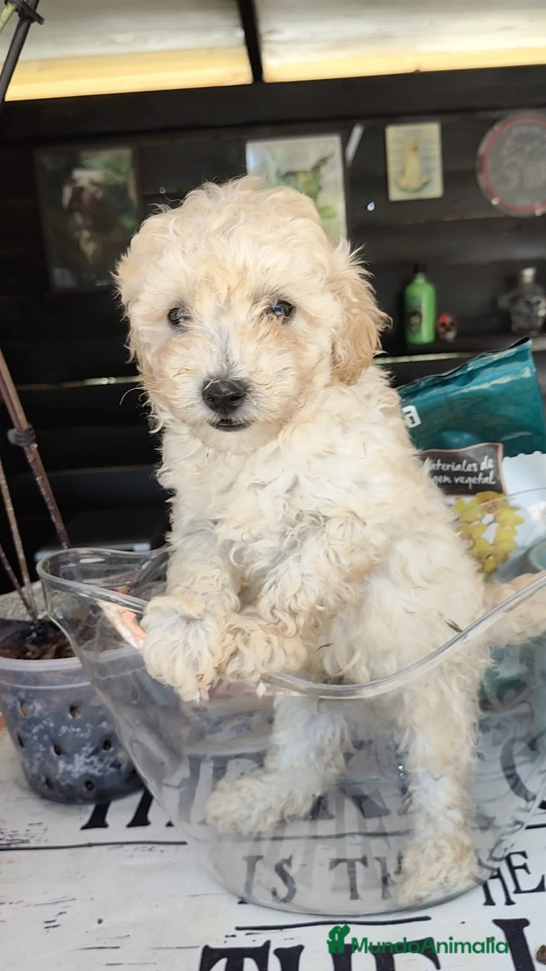 Caniche Toy perros en venta: Caniches toy  - Anuncio 1
