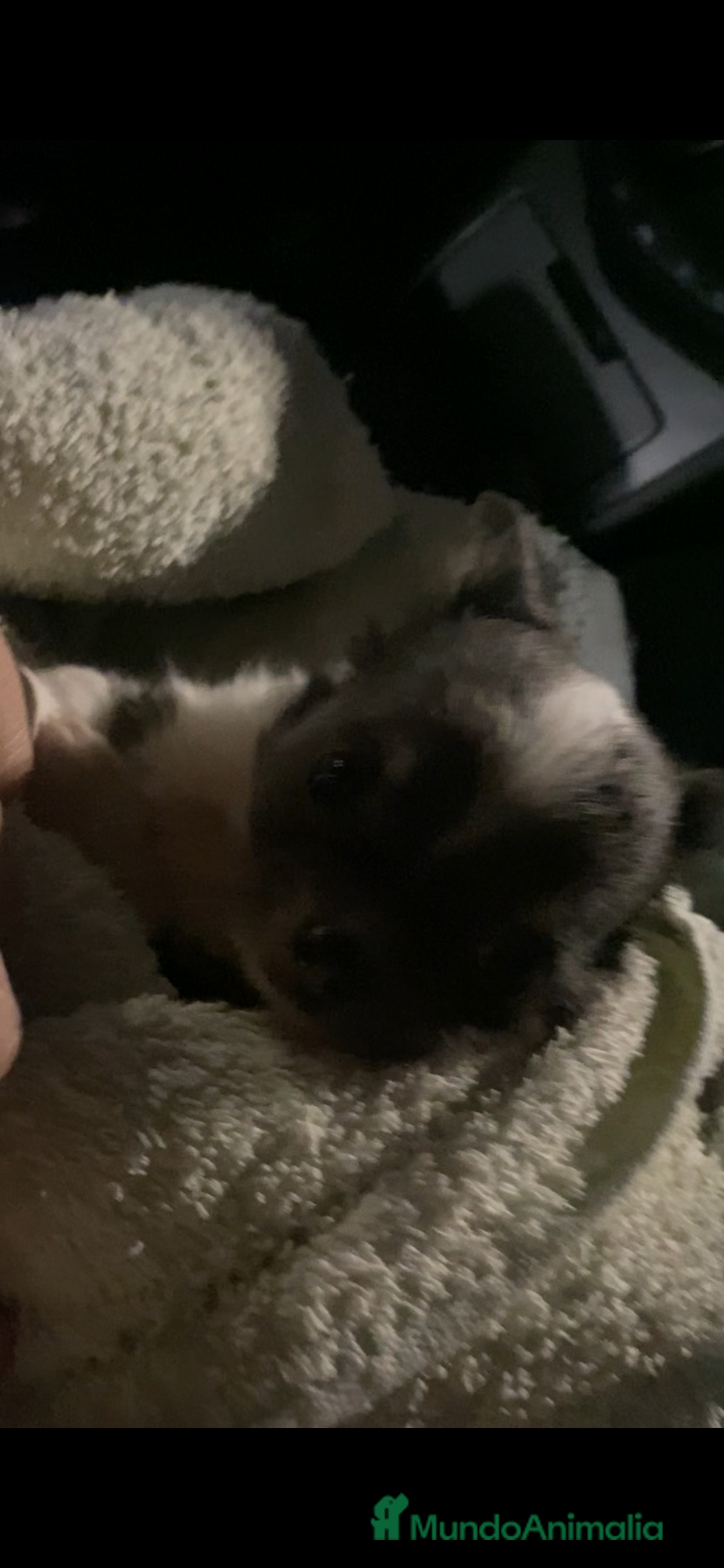 Chihuahua perros Hembrita pelo largo exotica - Anuncio 1