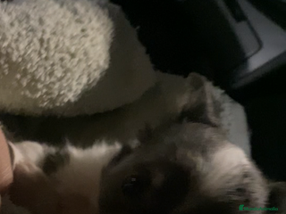 Chihuahua perros Hembrita pelo largo exotica - Anuncio 1