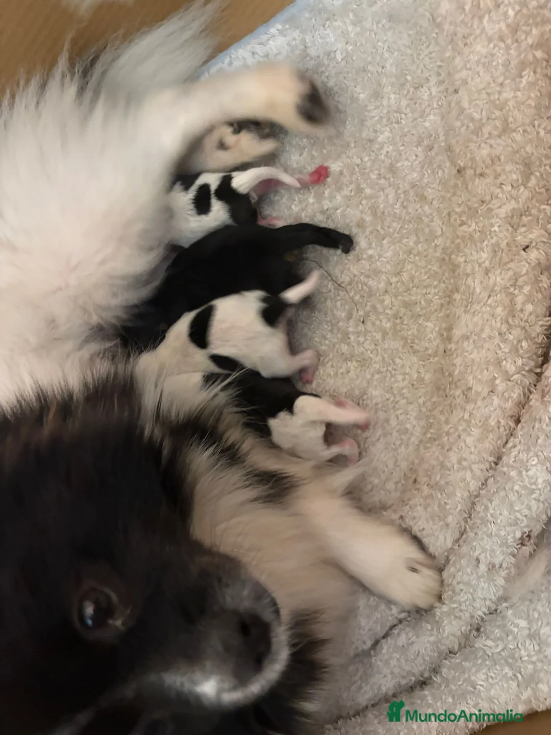 Pomerania perros en venta: Pomeranias toy desde 650€ varios colores  - Anuncio 9