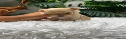 Maltipoo perros en venta: MALTIPOO TOY COREANOS  - Anuncio 6