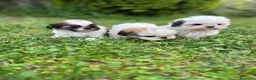 Shih Tzu perros en venta: Shih Tzu cachorros listos para entregar  - Anuncio 8
