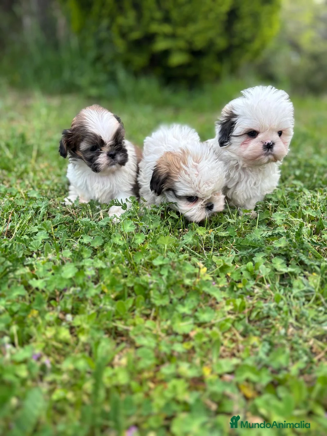 Shih Tzu perros en venta: Shih Tzu cachorros listos para entregar  - Anuncio 8