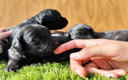 Labradoodle perros en venta: Labradoodle  - Imagen 1
