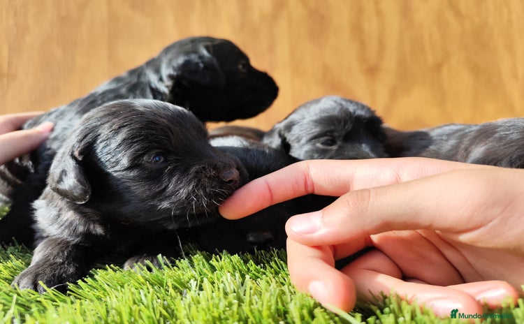 Labradoodle perros - Anuncio 2