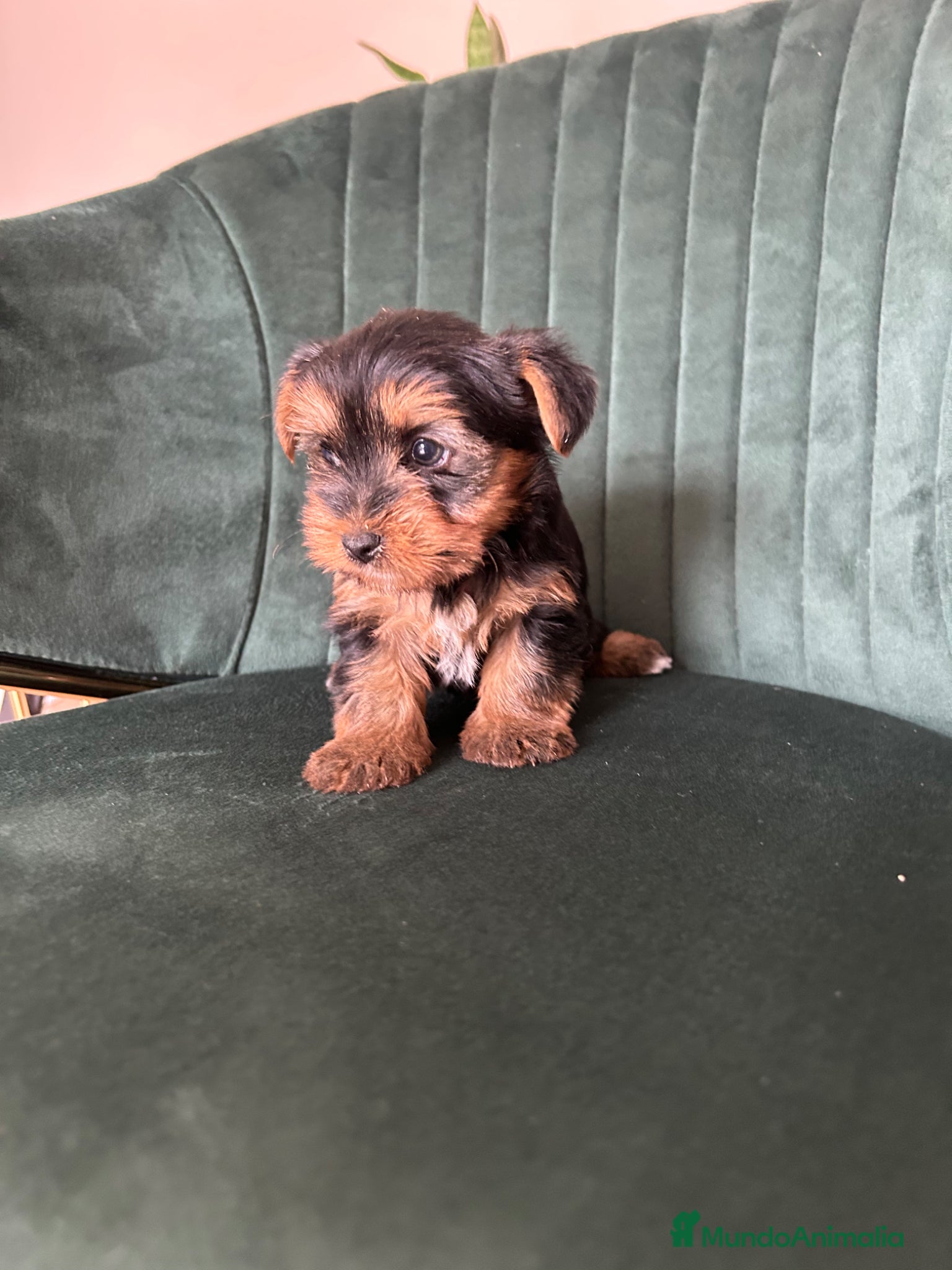 Yorkshire Terrier perros yorkshire terrier  - Anuncio 1