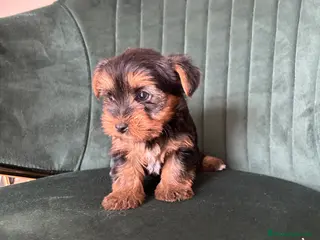 Yorkshire Terrier perros yorkshire terrier - Anuncio 1