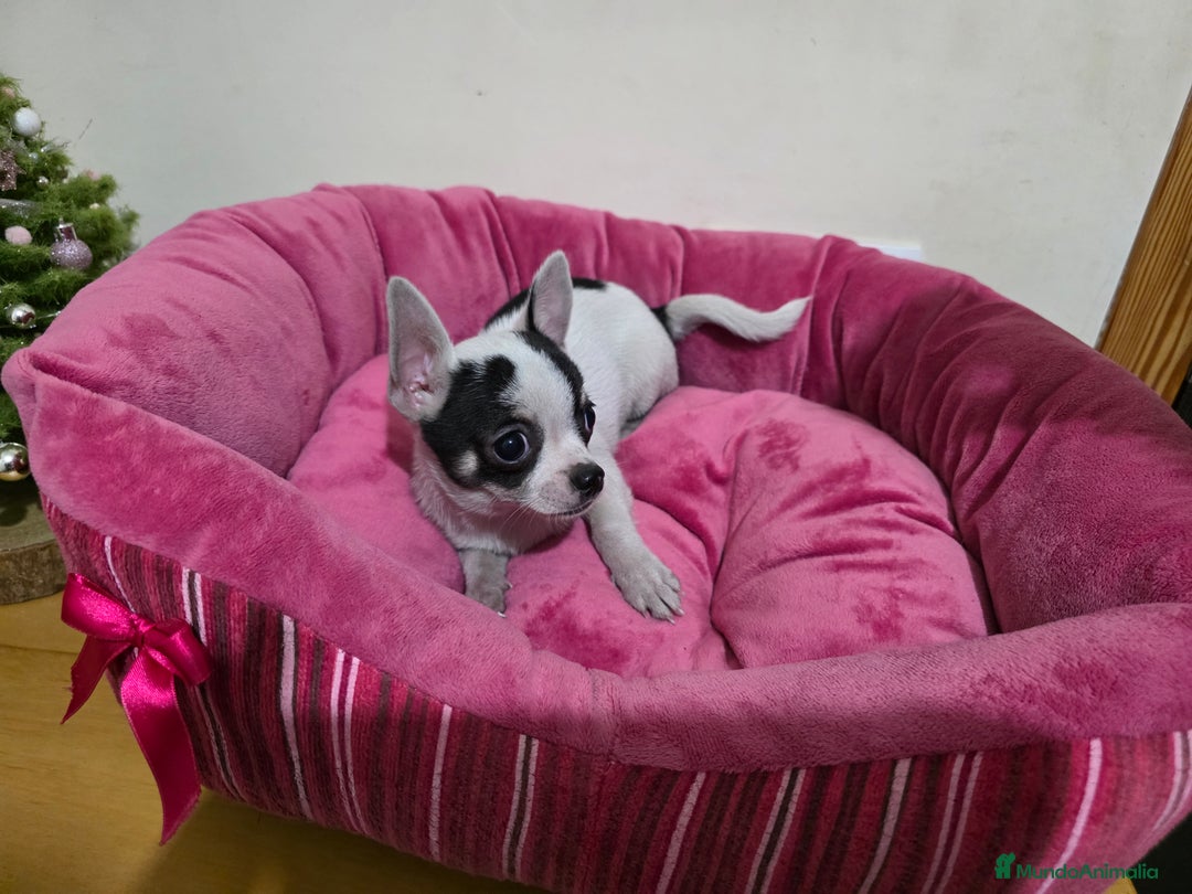 Chihuahua perros en venta: Cachorrito Chihuahua macho - Anuncio 2