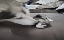 Alaskan Malamute perros en venta: Camada de Alaskan Malamute - Anuncio 3
