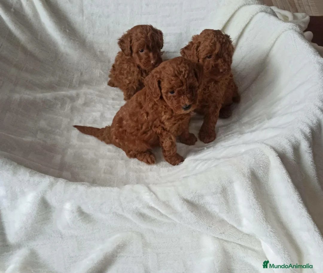 Caniche Toy perros en venta: ‼️‼️CANICHE ROJOS 50% ASIÁTICOS  - Anuncio 1