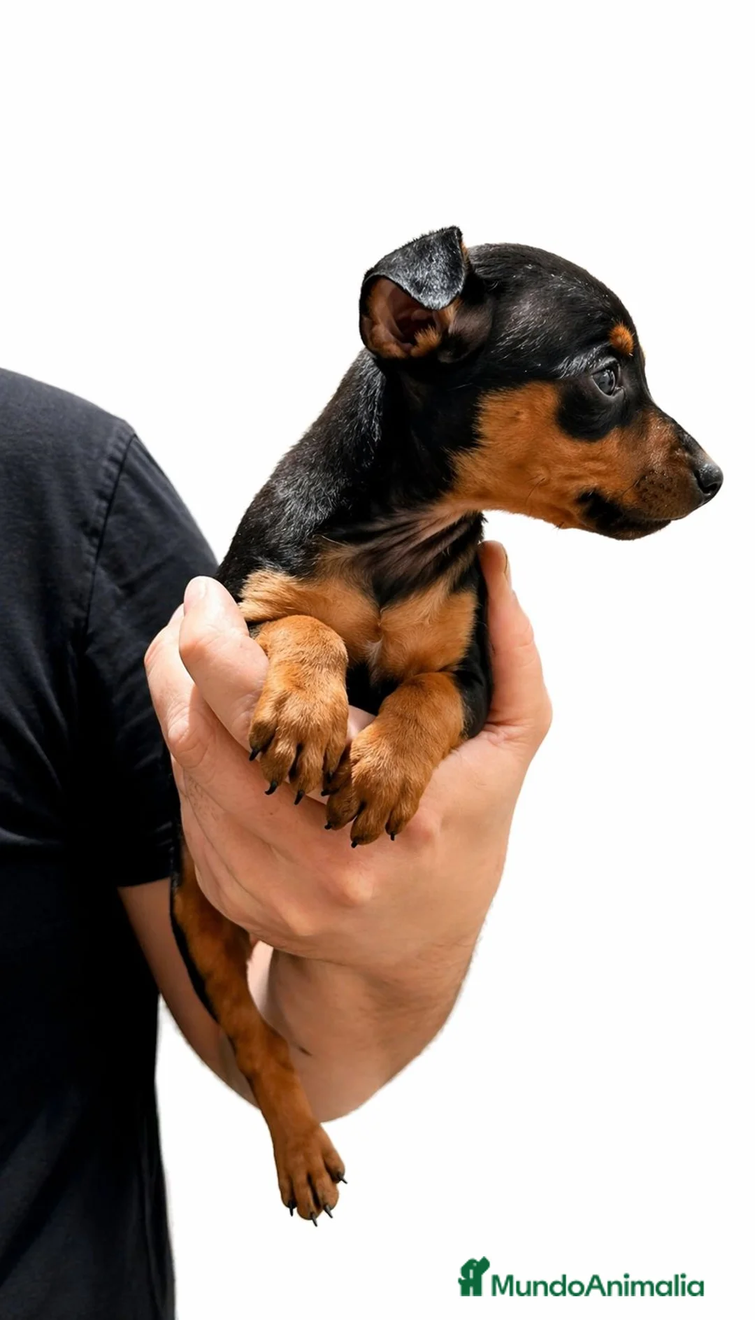 Ratón de Praga perros en venta: Ratón de Praga  - Anuncio 2