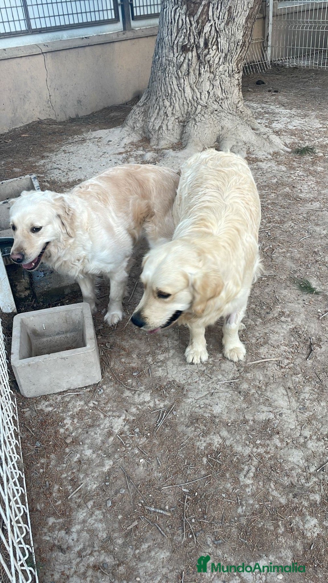 Golden Retriever perros GOLDEN RETRIEVERT GRAN CALIDAD - Anuncio 2