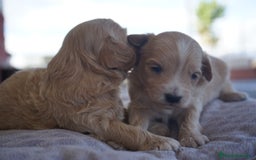 Maltipoo perros en venta: 🐾 Kepi y Harry – Maltipoo color crema ☁️ - Imagen 7