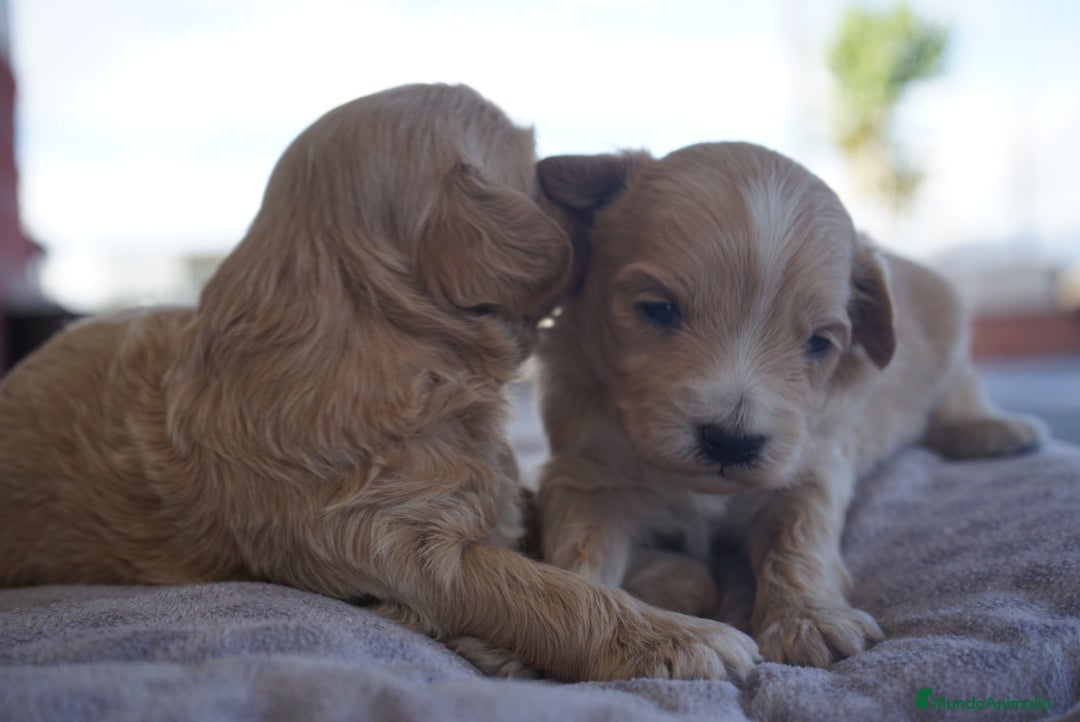 Maltipoo perros en venta: 🐾 Kepi y Harry – Maltipoo color crema ☁️ - Imagen 7