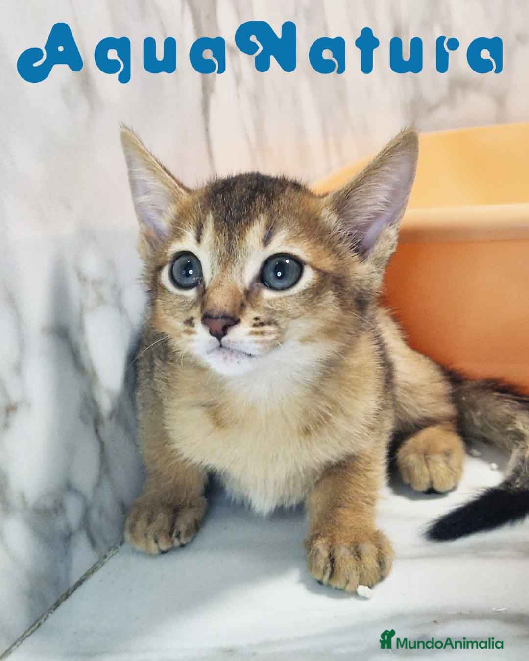 Abisinio gatos en venta:  Abisinio Macho de Mia 7907 AQUANATURA - Imagen 2