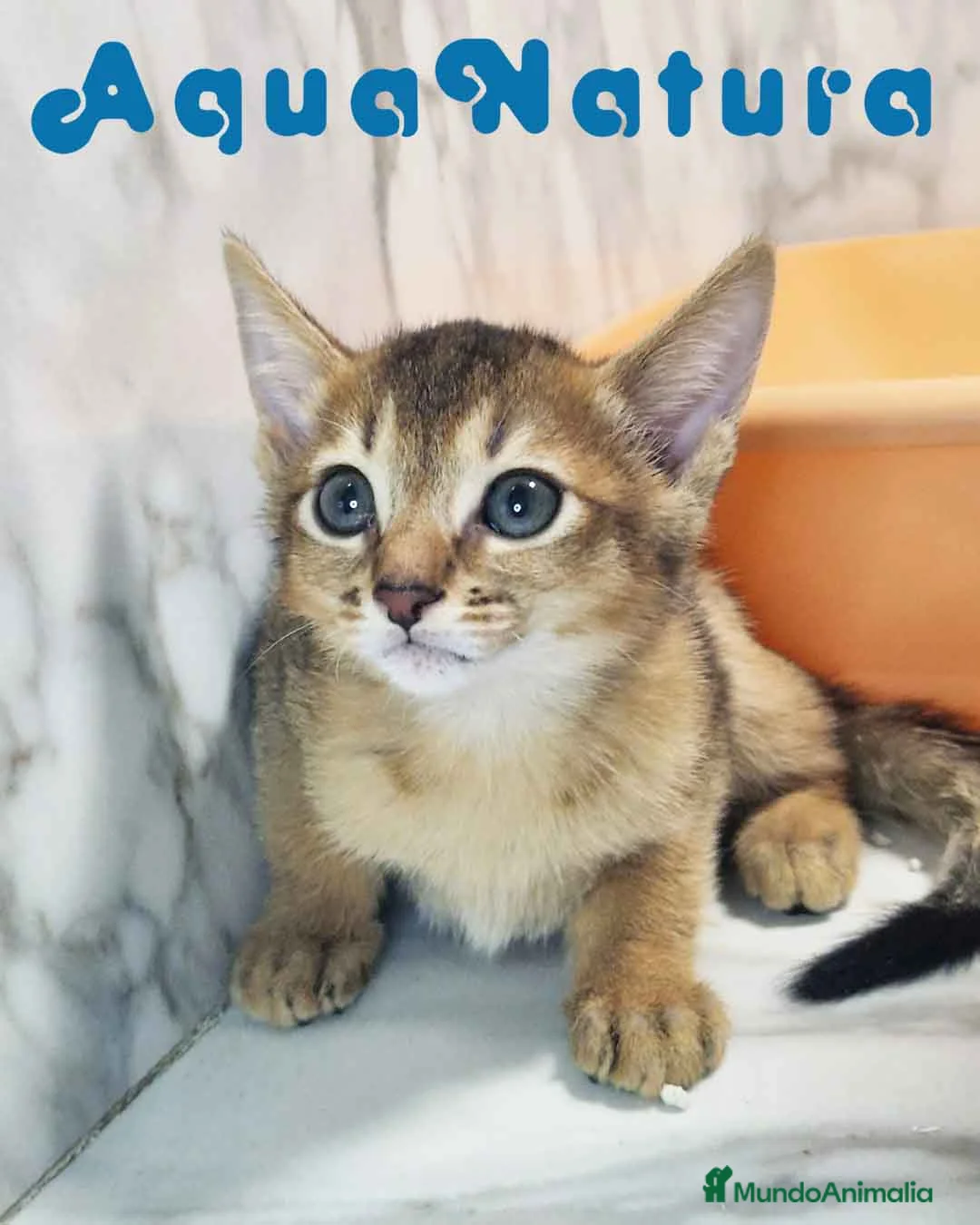 Abisinio gatos en venta:  Abisinio Macho de Mia 7907 AQUANATURA - Anuncio 2