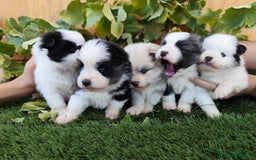 Raza Mixta perros en venta: Mini bordercollie ( borderpom) - Imagen 9