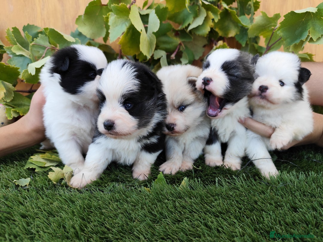 Raza Mixta perros en venta: Mini bordercollie ( borderpom) - Imagen 9