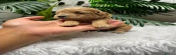 Caniche Enano perros en venta: CANICHE ENANO - Anuncio 26