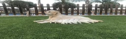 Golden Retriever perros en venta: Cachorros Golden retriever con pedigree  - Anuncio 11